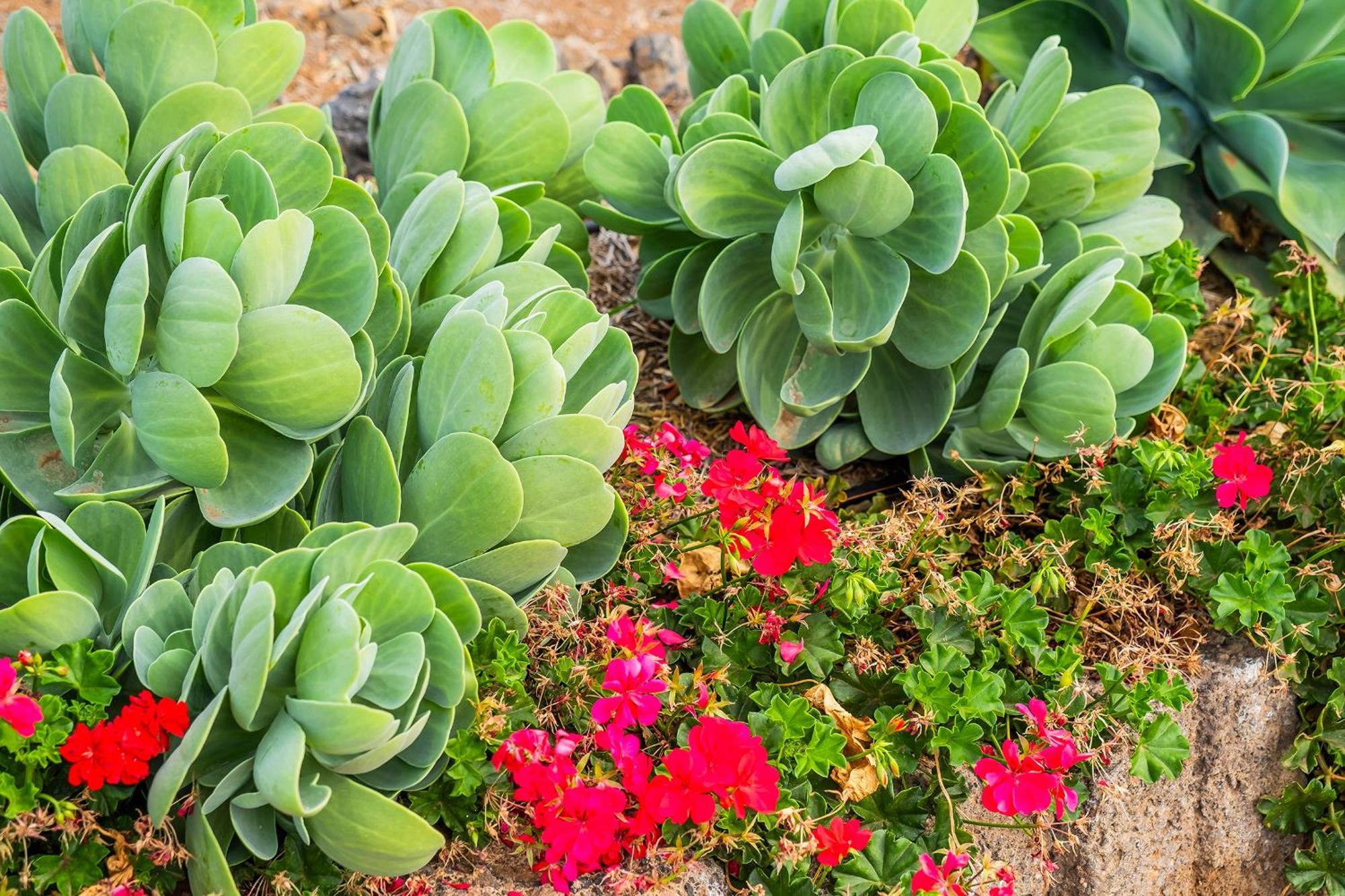 Tenerife Healing Garden Guía de Isora Eksteriør billede