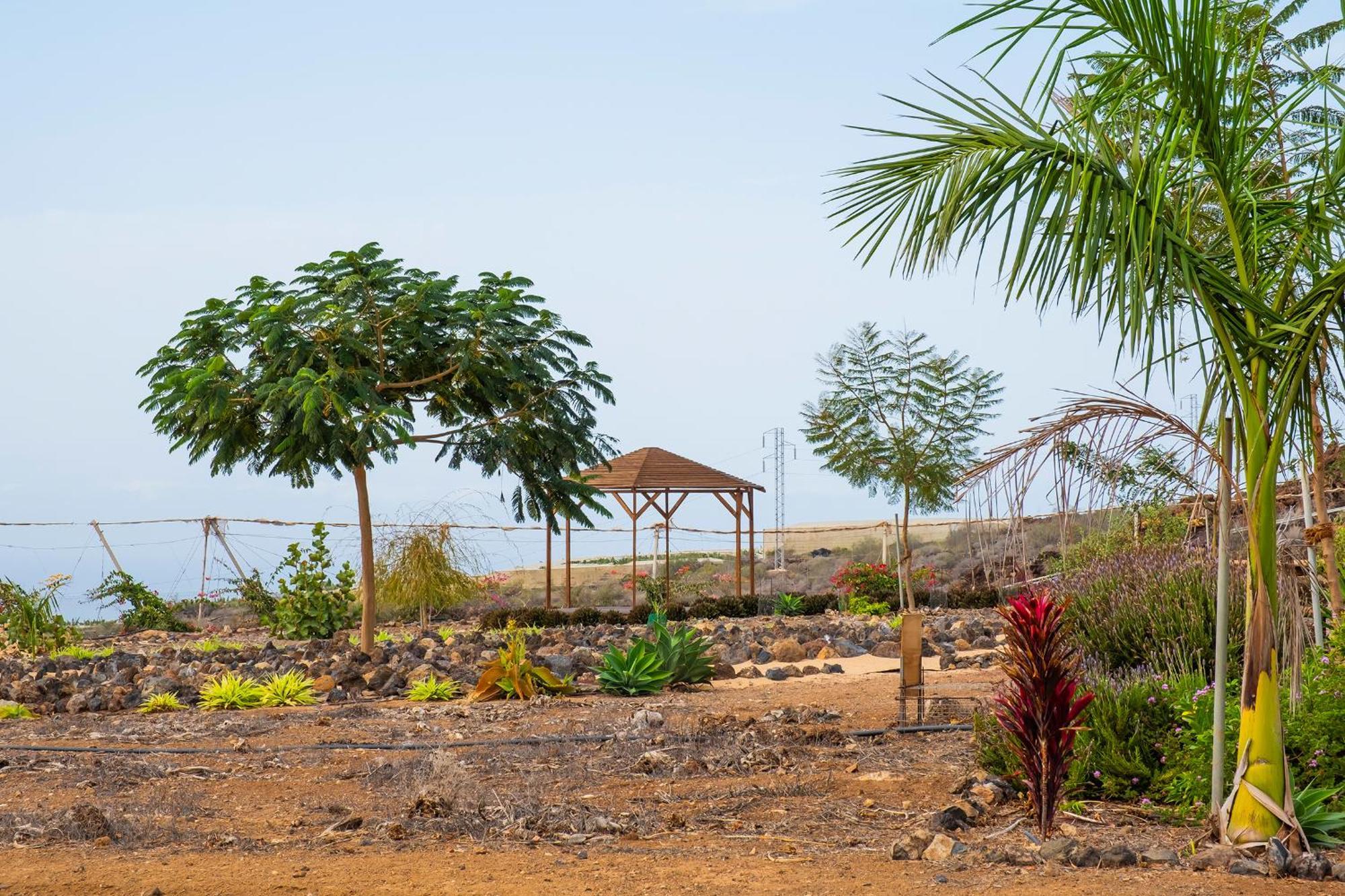 Tenerife Healing Garden Guía de Isora Eksteriør billede